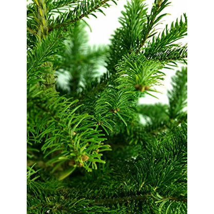 Arbol De Navidad Normanniana Natural 250-300cm Cortado Con Cruz De Madera Y Clavos Incluidos Abeto Navideño_2