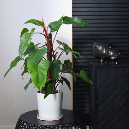 Filodendro - Philodendron 'imperial Red' - Altura 50cm - ⌀19cm
