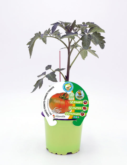 Plantón Tomate Injertado Raf En Maceta De 12 Cm. Natural - Fitoralia_0