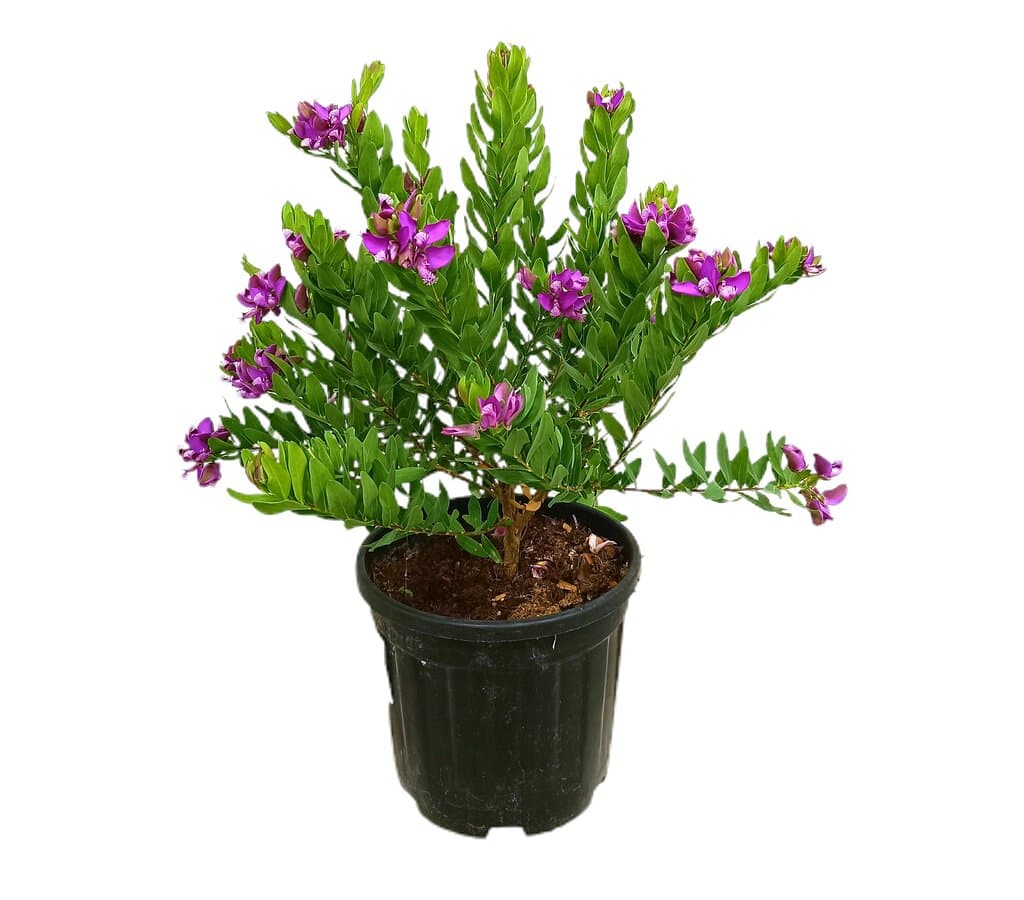 Polygala Myrtifolia M21 50cm_0