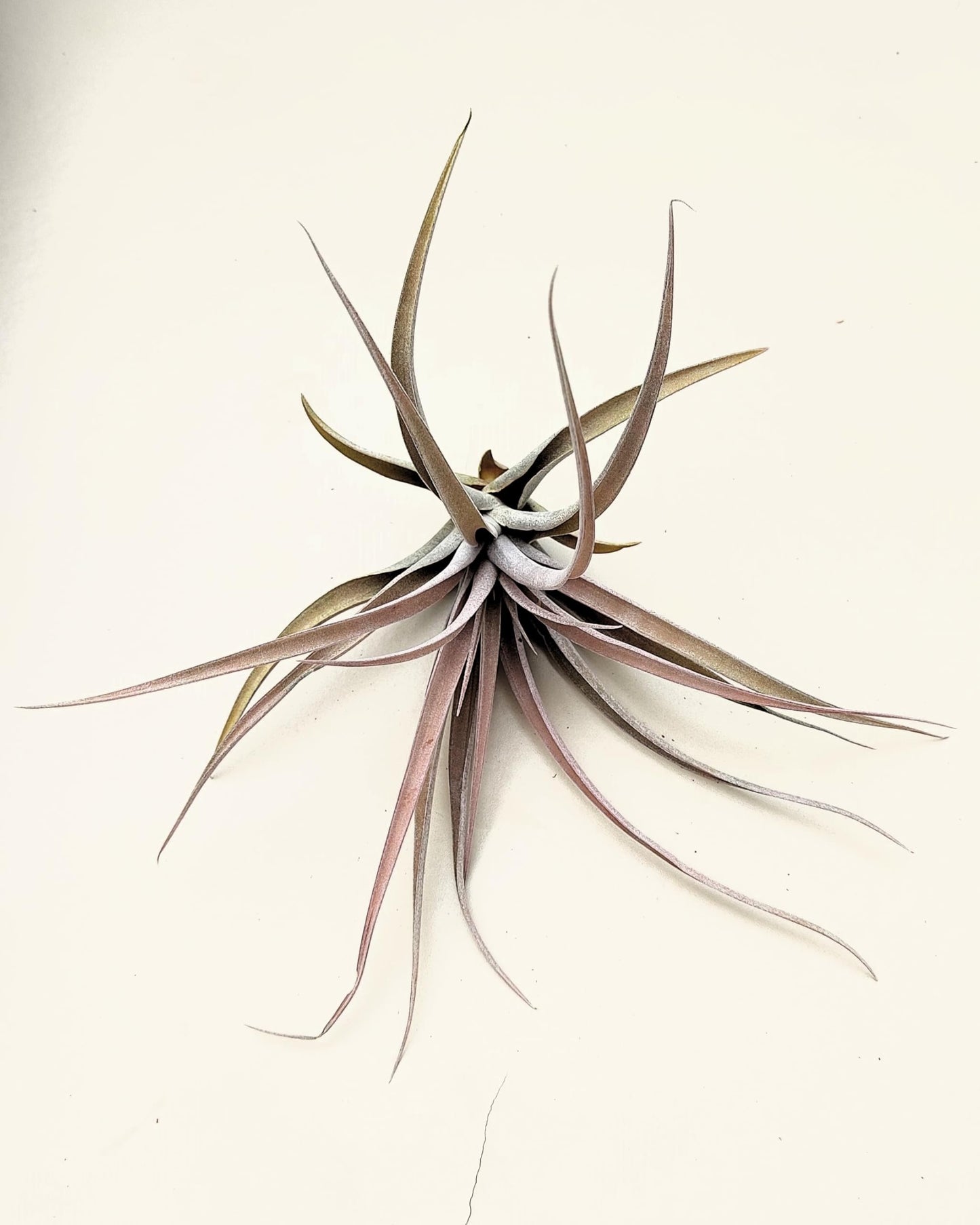 Tillandsia capitata 'Peach'; tillandsia melocotón, planta del aire; Curiosarium; altura 10-20 cm, Diámetro 12-25 cm_2