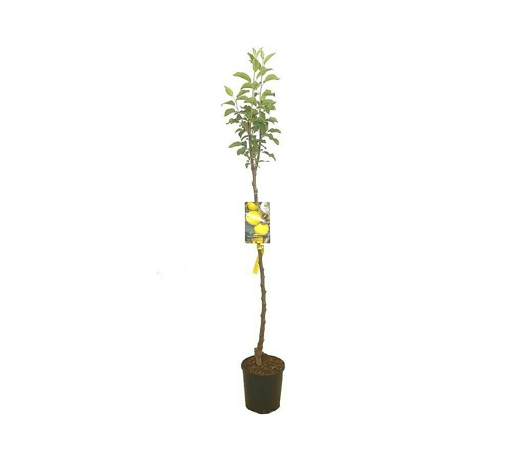 Árbol Frutal De Manzano Reineta Blanca M22 140cm-150cm_0