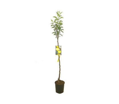 Árbol Frutal De Manzano Reineta Blanca M22 140cm-150cm_0