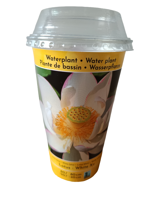 Loto Variedad White Xu Planta Acuatica Semilla Para Plantar_0