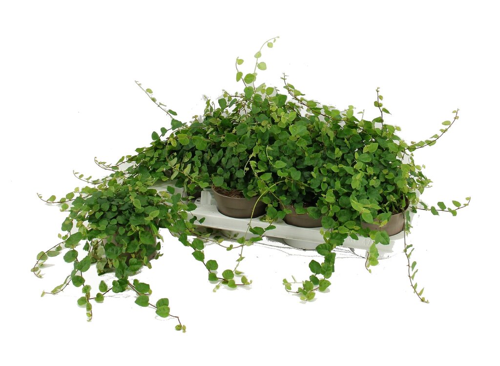 Ficus Pumila Green M9