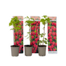 Planta De Frambuesa - 3 Pzs - Rubus Ideaus 'autumn Bliss' - A25-40cm - ⌀9cm