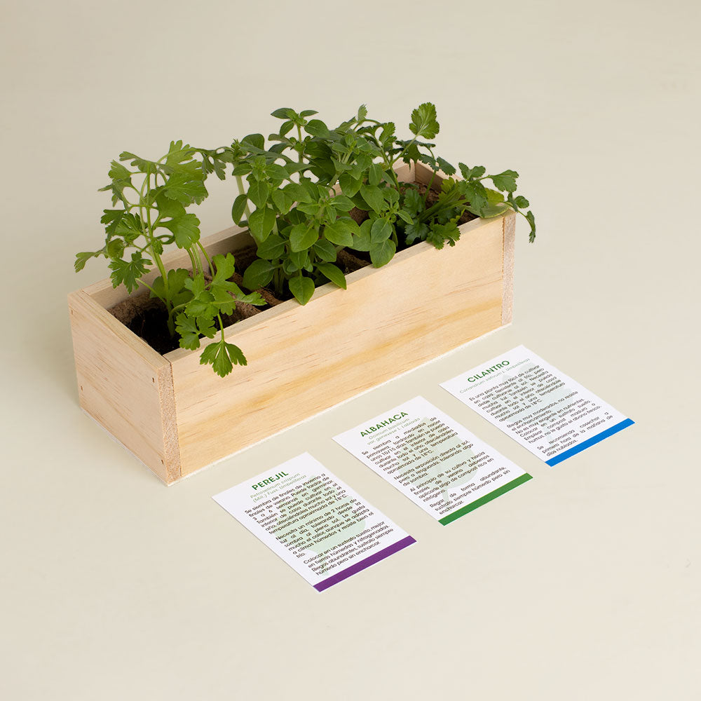 Kit Autocultivo Gourmet | Perejil, Albahaca Y Cilantro En Casa | Hierbas Frescas Para Cocina | Regalo Foodie_2