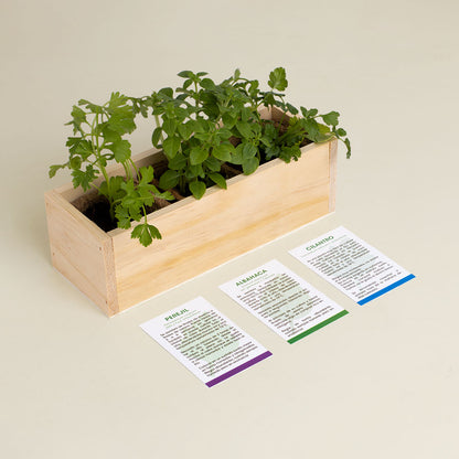 Kit Autocultivo Gourmet Perejil, Albahaca y Cilantro | Hierbas Frescas para Cocina - Resetea_2