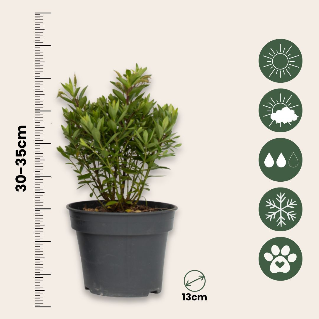 Verónica De Las Malvinas - 3 Pzs - Hebe 'ranaia' - Altura 30-35cm - ⌀13cm_2