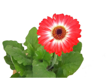 Gerbera Variada M12 30cm_2