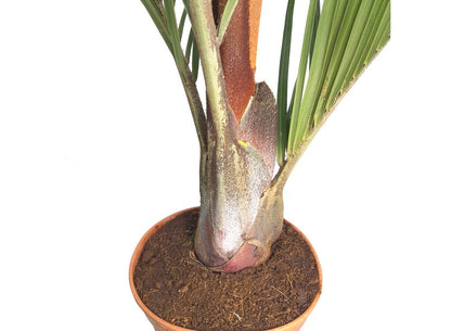 Neodypsis Decarii M21 100cm