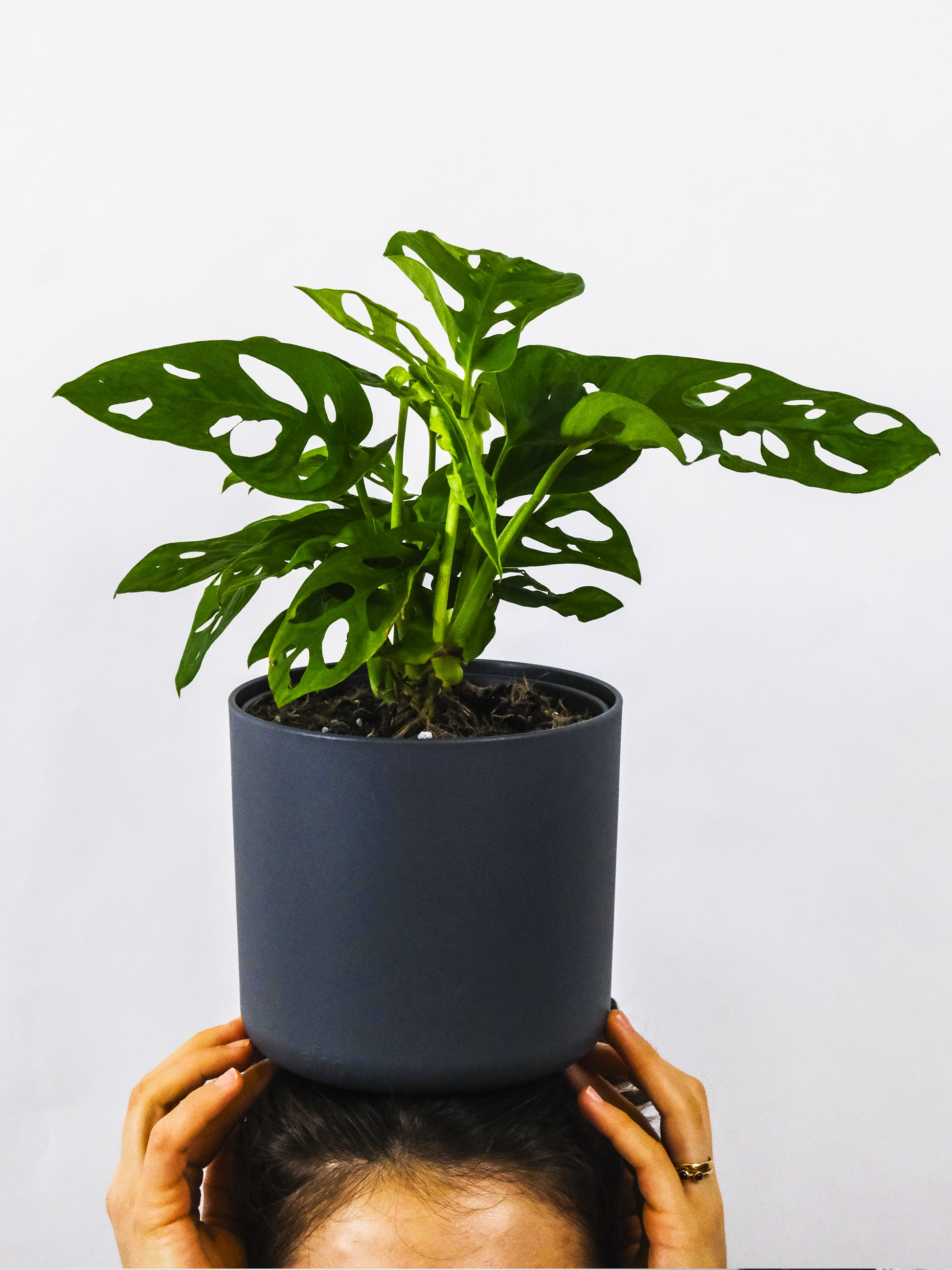 Monstera Adansonii | Altura 35cm - Diámetro 12cm