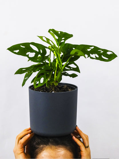 Monstera Adansonii | Altura 35cm - Diámetro 12cm