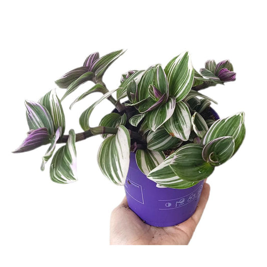Tradescantia Fluminensis M12_0