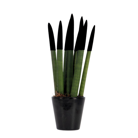 Lengua De Suegra Cilíndrica - Sansevieria Cylindrica - Altura 20-40cm - ⌀9cm