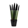 Lengua De Suegra Cilíndrica - Sansevieria Cylindrica - Altura 20-40cm - ⌀9cm