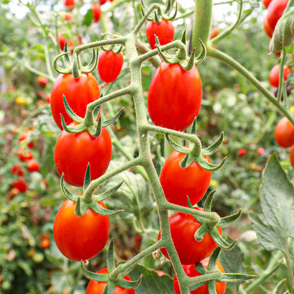 Plantón Tomate Cherry Pera Rojo 2 Unidades - Plantabo_1