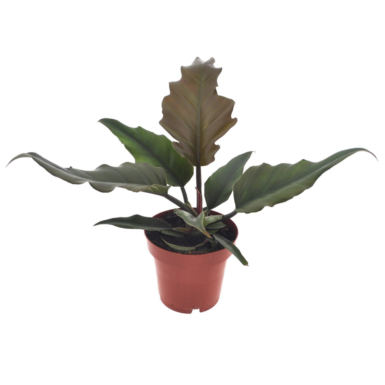 Filodendro - Philodendron 'caramel' - Altura 25-35cm - ⌀12cm_0