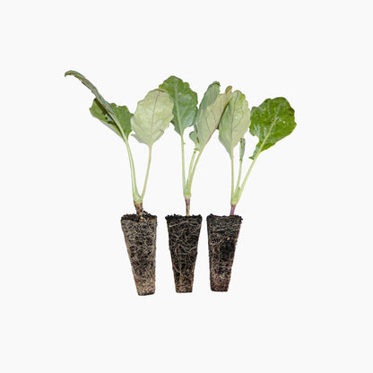 Plantón Colinabo Verde - Plantabo.