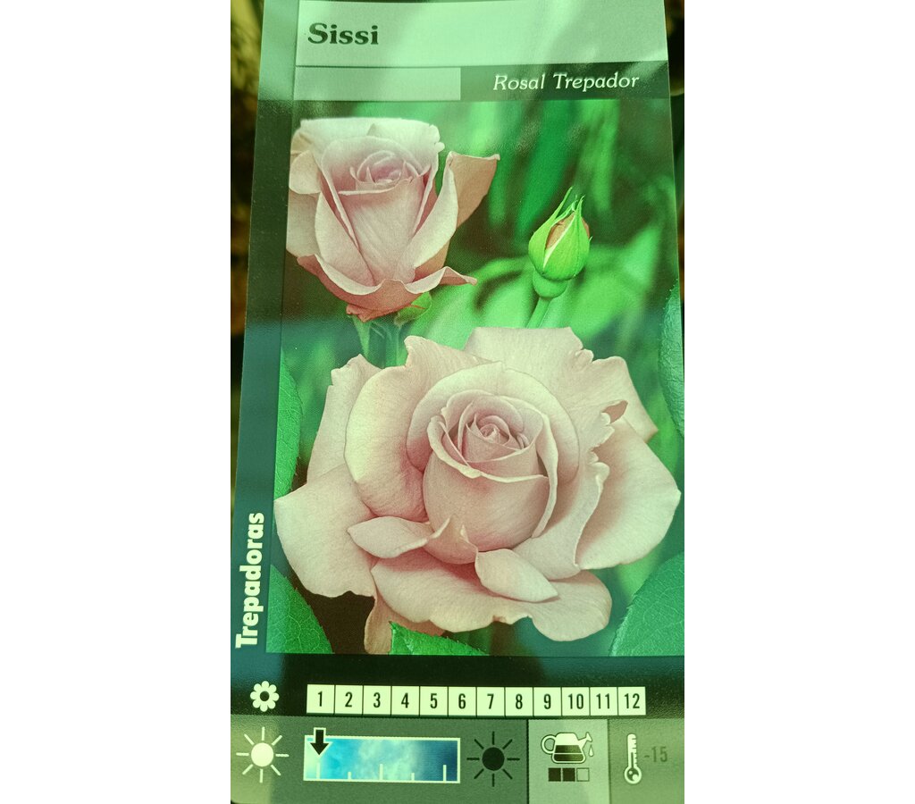 Rosal Trepador Sissi M20 150-180cm_0
