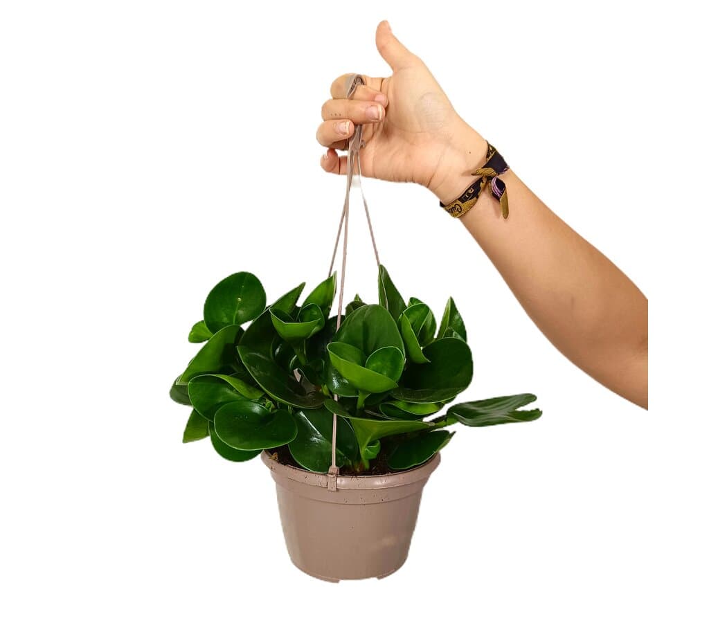 Peperomia Obtusifolia T15_0