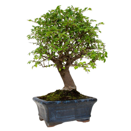 Bonsái Zelkova parvifolia 5 años - OLMO CHINO