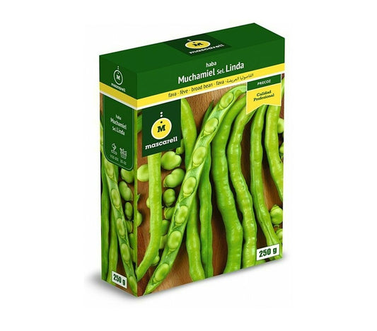 Semillas Haba Muchamiel Linda_0