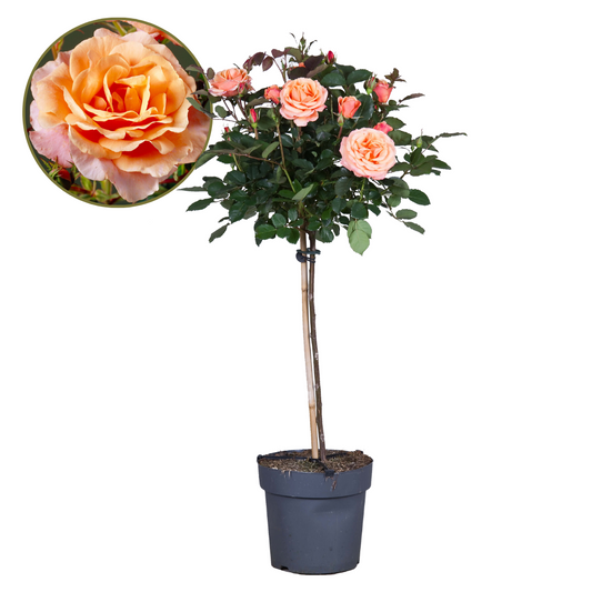 Rosa De Tallo - Rosa Palace 'catherine' - Altura 80-100cm - ⌀19cm_0