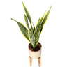 Sansevieria Laurentii: Estilo Y Frescura Con La Lengua De Suegra M17
