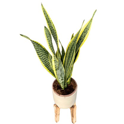 Sansevieria Laurentii: Estilo Y Frescura Con La Lengua De Suegra M17