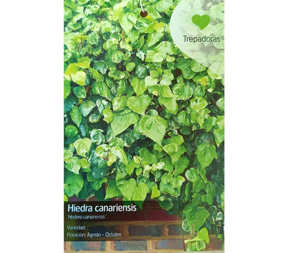 Hedera Canariens M21 120-150cm (hiedra Canaria)_1
