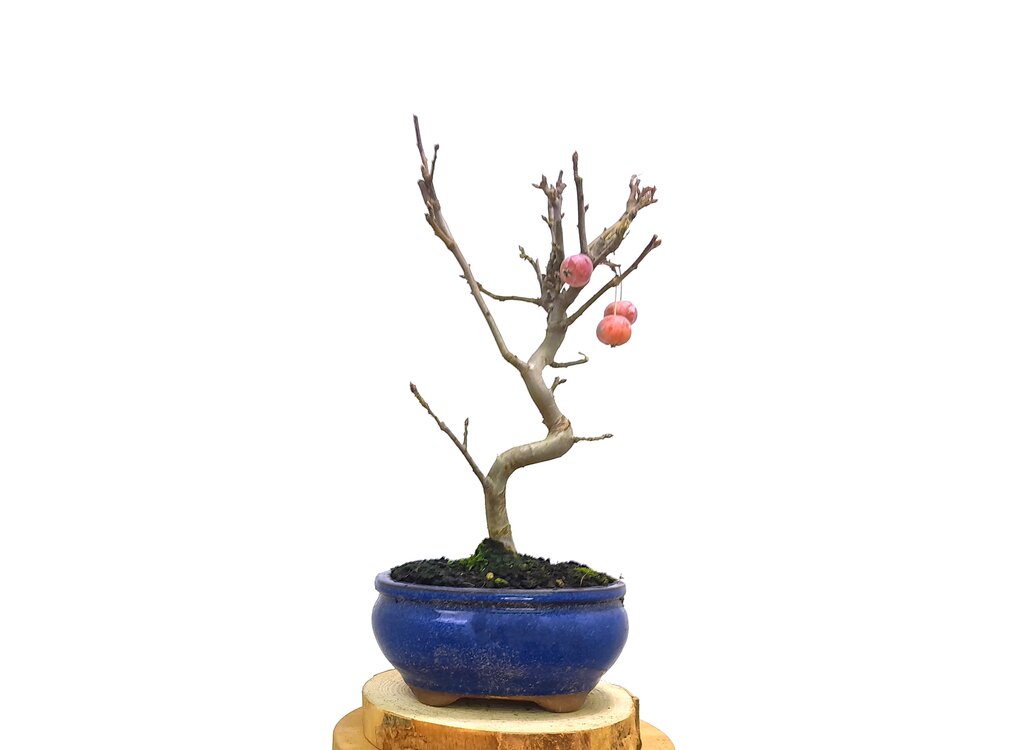 Bonsai Manzano 7 Años_0
