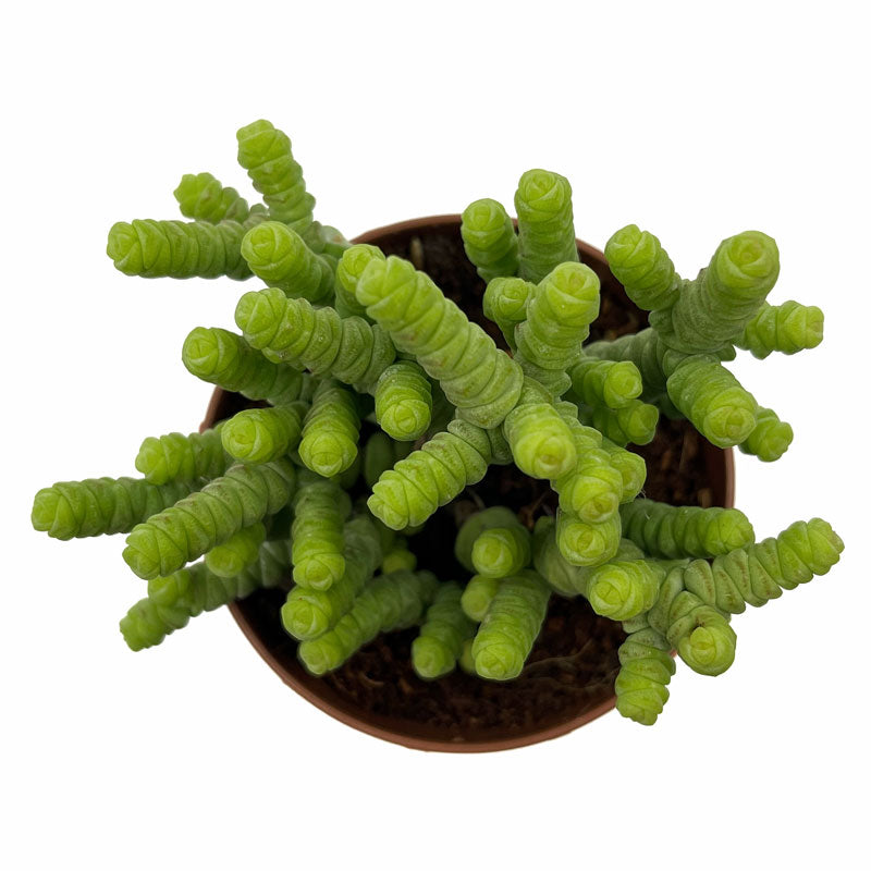 Crassula Baby’s Necklace Cactus Y Suculentas