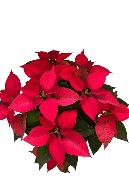 Poinsettia M-14 Roja_0