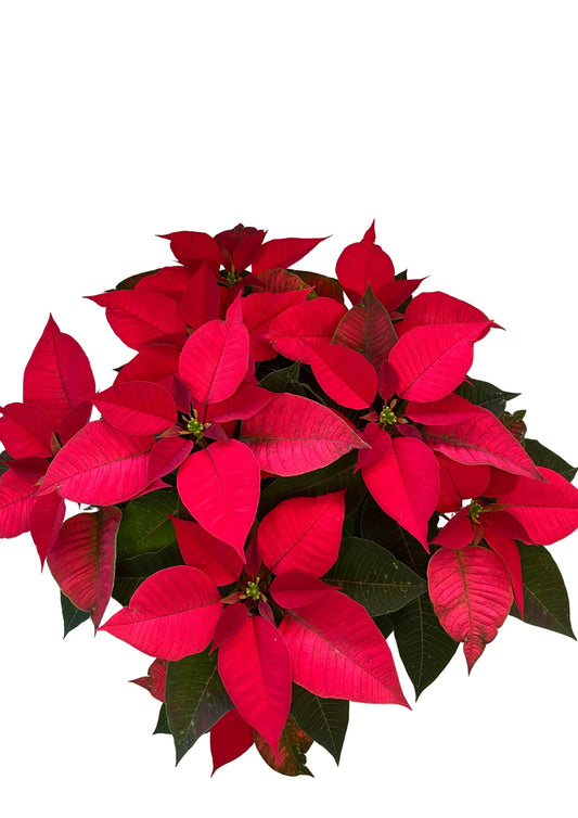 Poinsettia M-14 Roja_0
