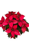 Poinsettia M-14 Roja