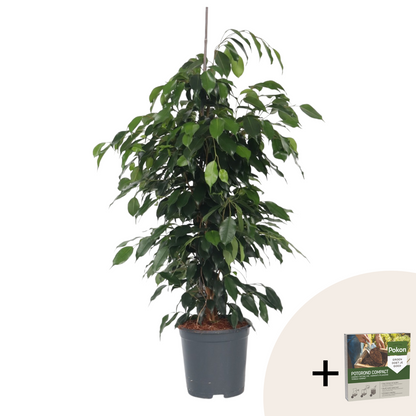 Higuera Llorona - Ficus Benjamina 'danielle' - Altura 100-110cm - ⌀21cm