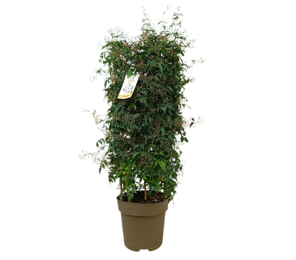 Jazmin Polyanthum Espaldera M26 90-110_0