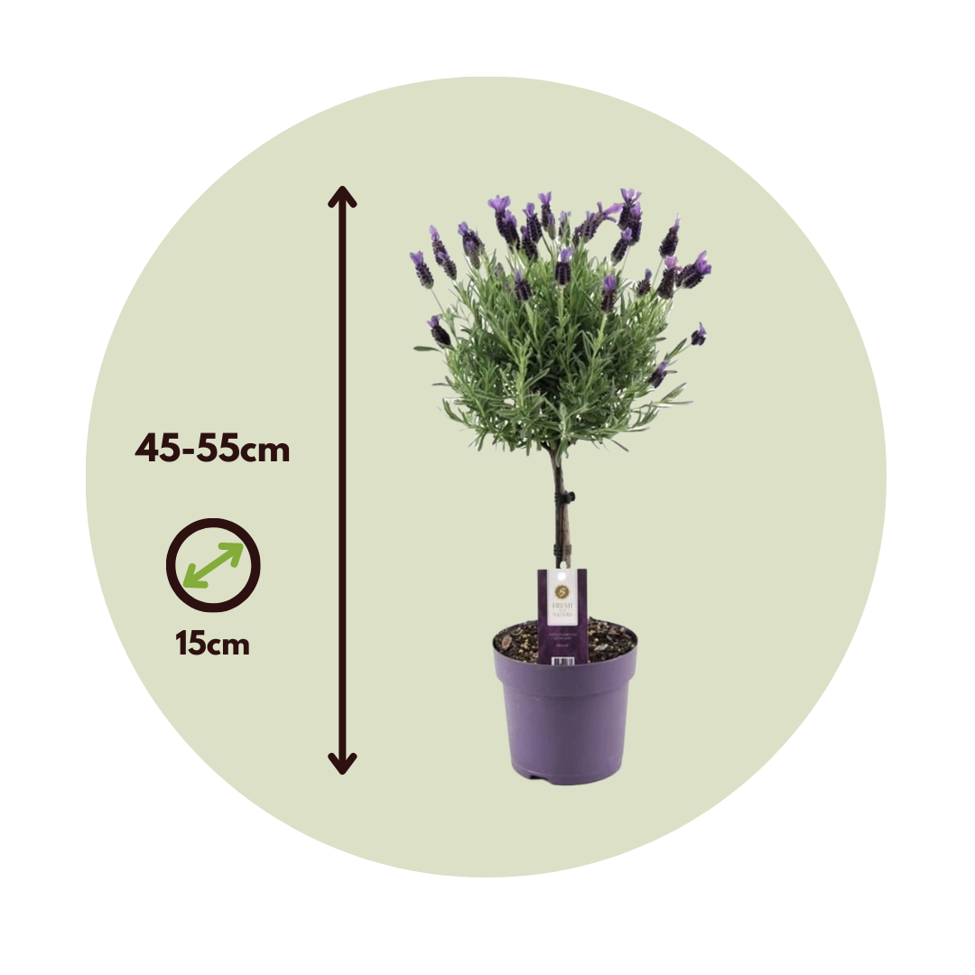 Árbol De Lavanda - 2 Pzs - Lavandula Stoechas 'anouk' - Altura 45-55cm - ⌀15cm_2