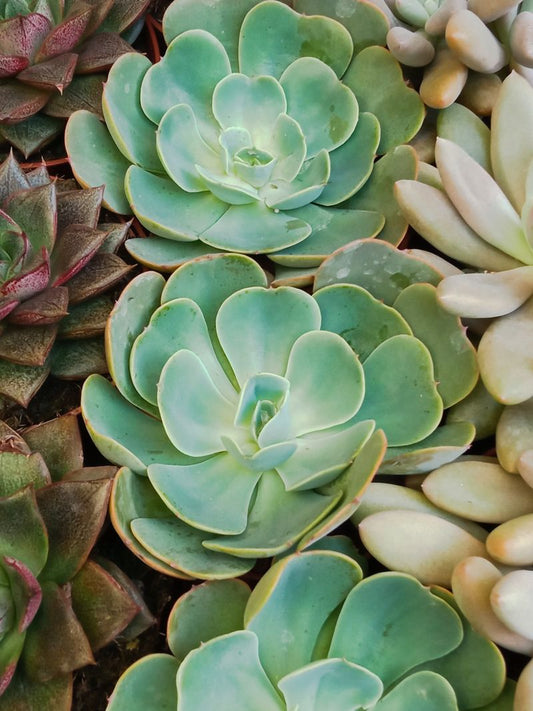 Echeveria Loves Light Planta Suculenta_0