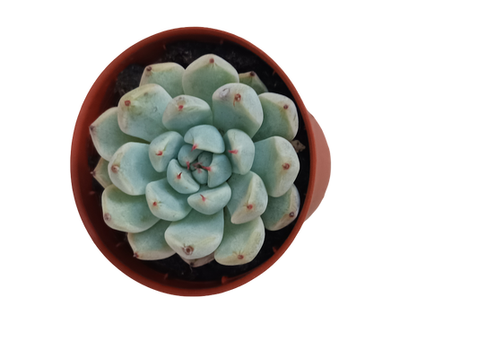 Echeveria Cuspidata Zaragozae Ø5 Planta Suculenta