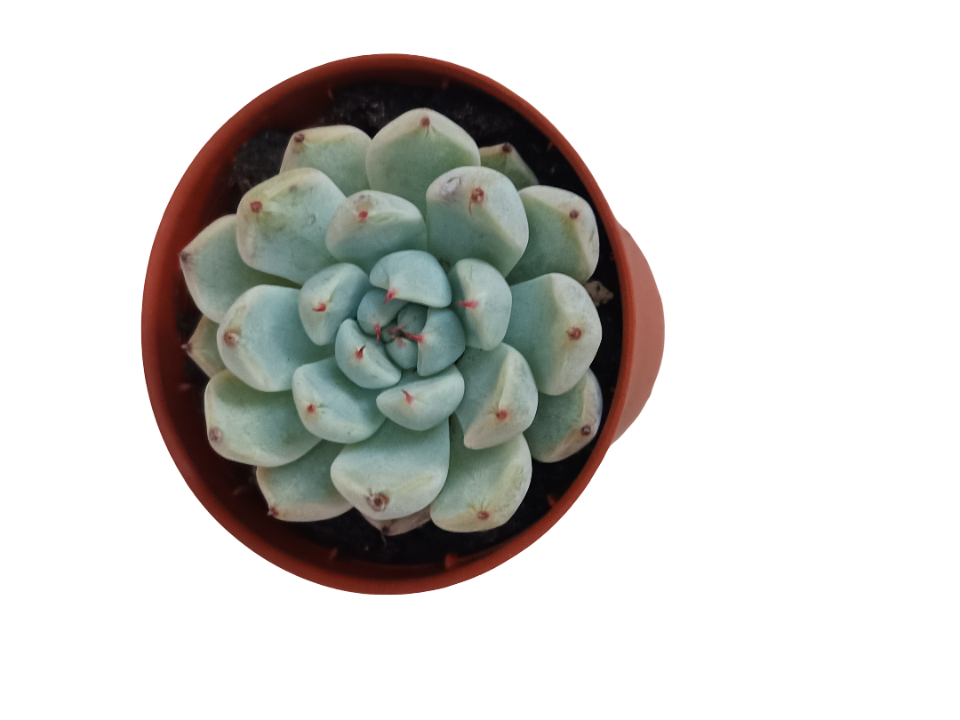 Echeveria Cuspidata Zaragozae Ø5 Planta Suculenta_0