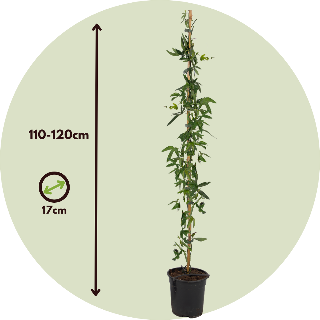 Pasionaria Azul - 2 Pzs - Passiflora Caerulea - Altura 110-120cm - ⌀17cm_2