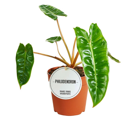 Philodendron Bilietiae M12 30cm