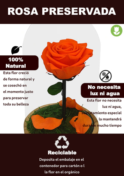 Mundo Eterno Rosa En Cúpula Naranja 12x20cm