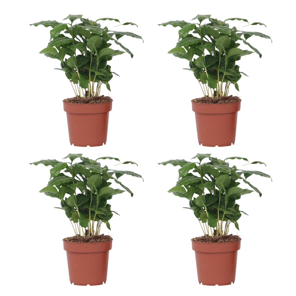 Cafeto Arábico - 4 Pzs - Coffea Arabica - Altura 25-40cm - ⌀12cm_0