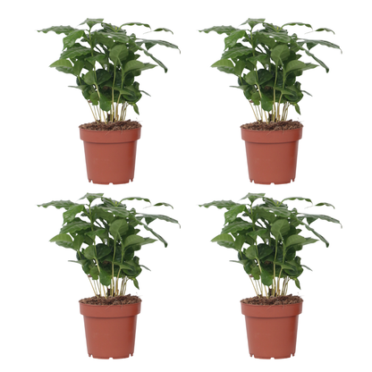 Cafeto Arábico - 4 Pzs - Coffea Arabica - Altura 25-40cm - ⌀12cm_0