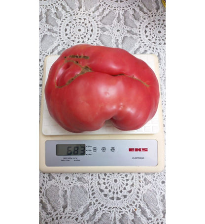 Plantón Tomate Flor De Baladre (10 Unidades)_0