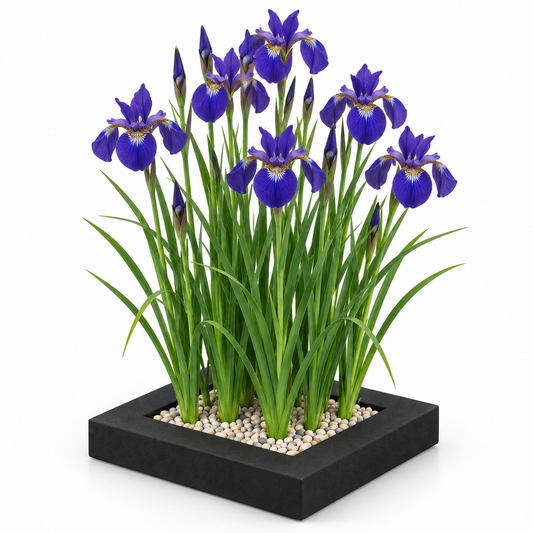 Isla De Plantas Iris Azul - 4 Plantas Acuáticas - Iris Kaempferi_0