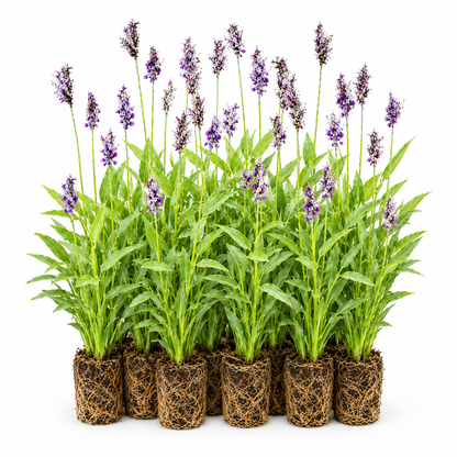 Thalia - Thalia Dealbata - 12 Plantas_0